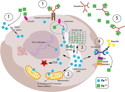 The Role of Iron Regulation in Immunometabolism and Immune-Related Disease